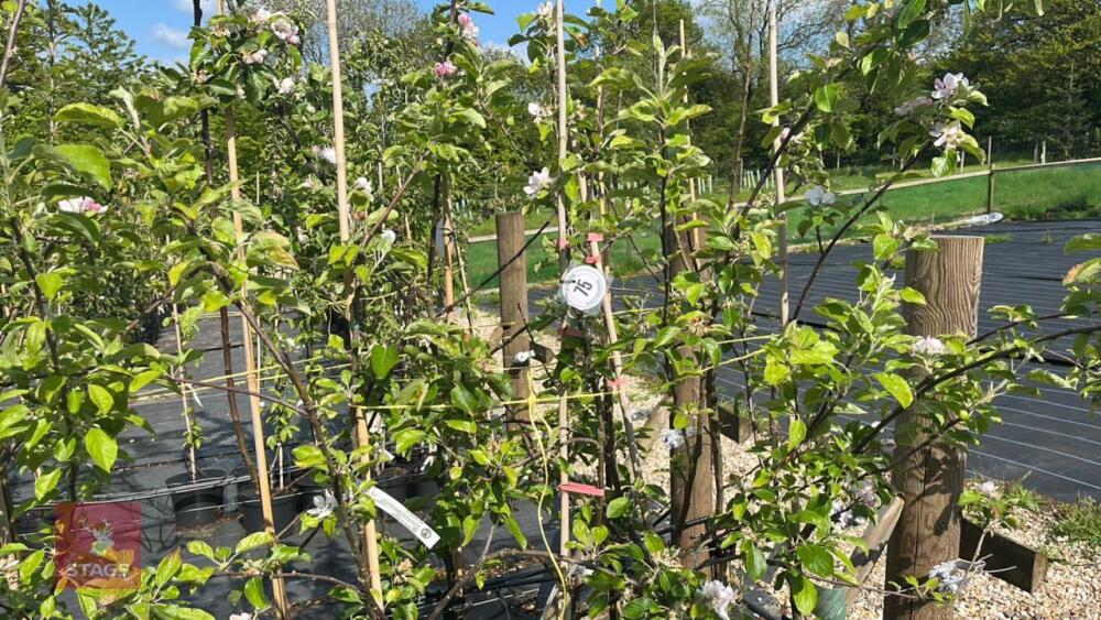 4 COX SELF FERTILE APPLE TREES