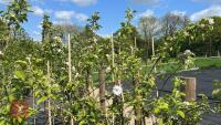 4 COX SELF FERTILE APPLE TREES - 3