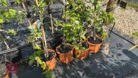 4 COX SELF FERTILE APPLE TREES - 5