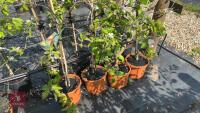 4 COX SELF FERTILE APPLE TREES - 6