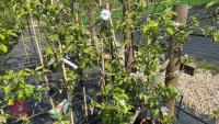 4 COX SELF FERTILE APPLE TREES - 7