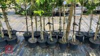 5 MIXED ORNAMENTAL TREES - 6