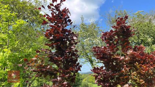 2 FAGUS DAWYCK PURPLE TREES