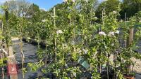 4 COX SELF FERTILE APPLE TREES