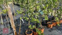 4 COX SELF FERTILE APPLE TREES - 3