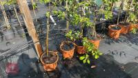 4 COX SELF FERTILE APPLE TREES - 4