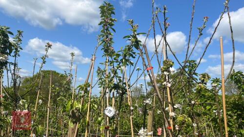 5 MIXED FRUIT TREES