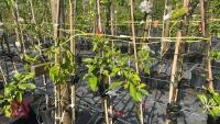 5 MIXED FRUIT TREES - 2