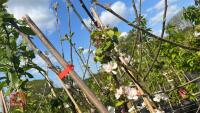 5 MIXED FRUIT TREES - 4