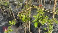 5 MIXED FRUIT TREES - 5