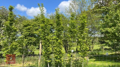 4 CARPINUS BETULA FASTIGIATA TREES