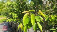 5 MIXED ORNAMENTAL TREES - 10