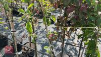 5 MIXED APPLE TREES - 9