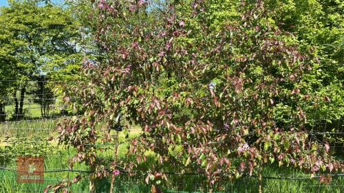 4 MALUS RUDOLPH TREES