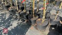 5 MIXED FRUIT TREES - 3