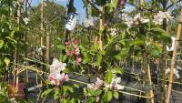 5 MIXED FRUIT TREES - 4