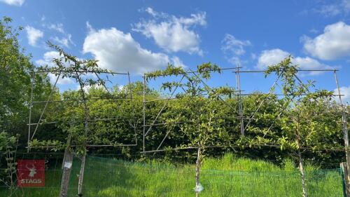 3 COTONEASTER CORNUBIA TREES