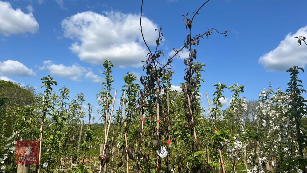 4 MALUS NIEDWETSKYANA TREES