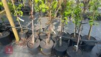 4 MALUS NIEDWETSKYANA TREES - 4