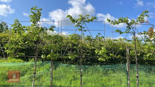 3 TILIA CORDATA SMALL LEAF LIME TREES