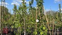 5 MIXED FRUIT TREES - 2