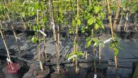 5 MIXED FRUIT TREES - 3