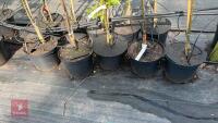 5 MIXED FRUIT TREES - 4