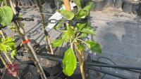 5 MIXED FRUIT TREES - 5