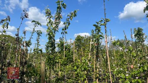 5 MIXED FRUIT TREES