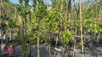 5 MIXED FRUIT TREES - 2