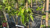 5 MIXED FRUIT TREES - 4