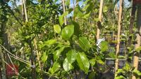 5 MIXED FRUIT TREES - 5