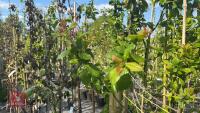 5 MIXED FRUIT TREES - 6