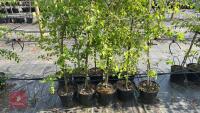 5 SILVER BIRCH TREES - 6