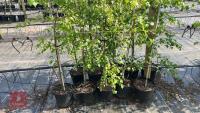 5 SILVER BIRCH TREES - 6