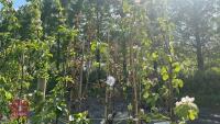 5 MIXED FRUIT TREES - 2