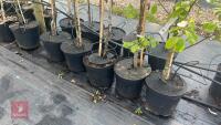 5 MIXED FRUIT TREES - 4