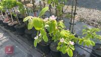 5 MIXED FRUIT TREES - 5