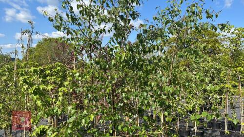 4 SILVER BIRCH TREES