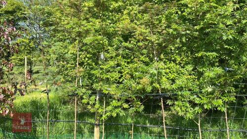 7 MIXED SORBUS TREES