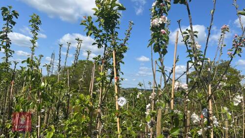 5 MIXED FRUIT TREES