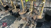 5 MIXED FRUIT TREES - 3