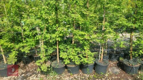 5 METASEQUOIA GLYPTOSTROBOIDES TREES