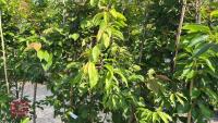 5 MIXED ORNAMENTAL TREES - 7