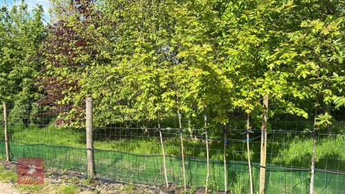 4 ACER 'AUTUMN BLAZE' TREES