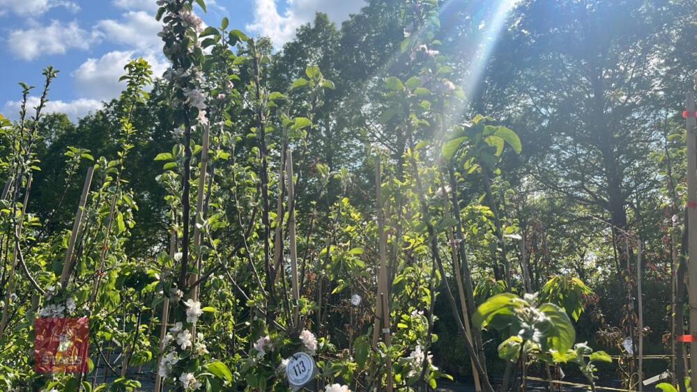 5 FARMERS GLORY APPLE TREES