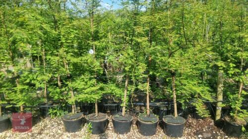 5 METASEQUOIA GLYPTOSTROBOIDES TREES