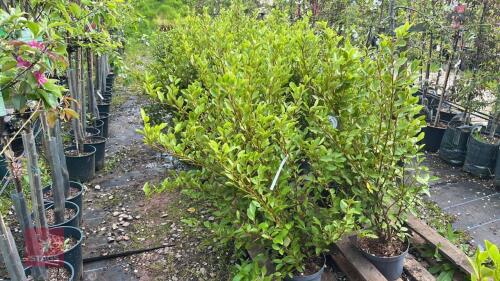 30 GRISELINIA LITTORALIS HEDGE PLANTS