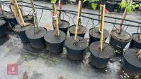 5 SWEET ALFORD CIDER APPLE TREES - 3