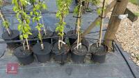 5 MALUS BUTTERBALL TREES - 4